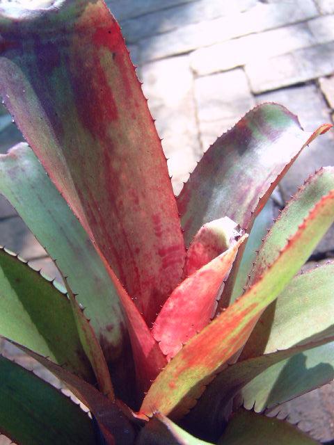 Photo of Bromeliad (Aechmea nudicaulis) uploaded by pod