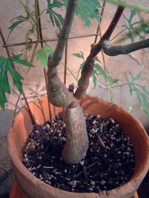 Photo of Cissus (Cissus tuberosa) uploaded by pod