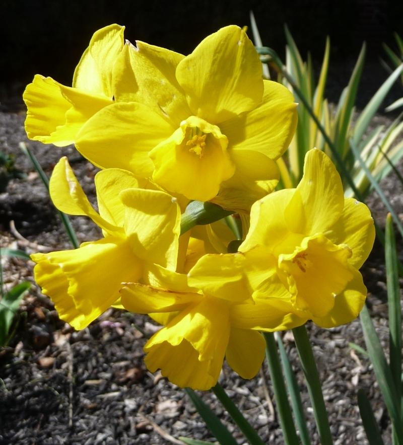 Photo of Jonquilla Daffodil (Narcissus 'Quail') uploaded by twixanddud