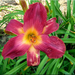 
Date: 2012-04-02
Courtesy of Quarles Daylilies Used with Permission