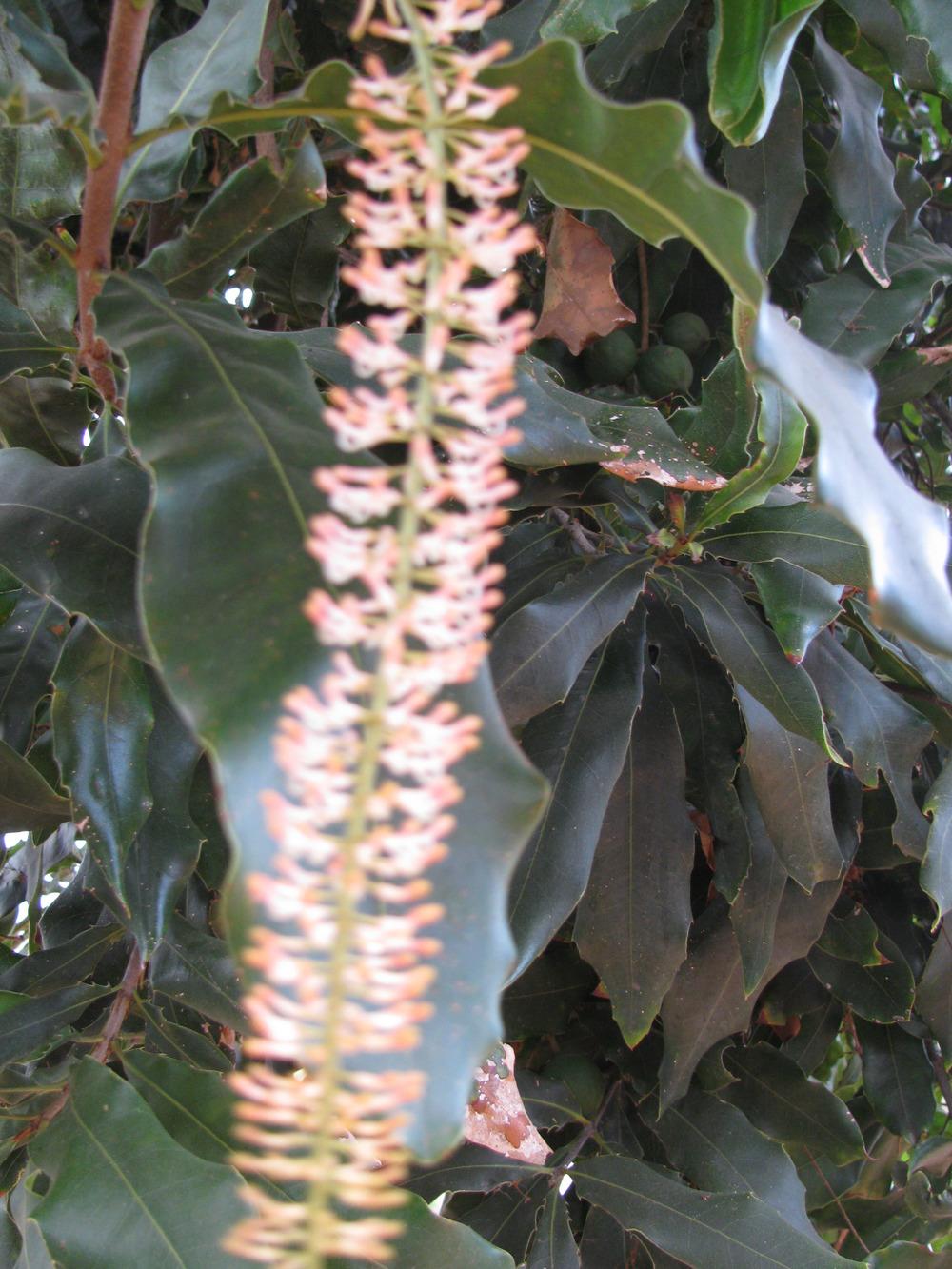 Photo of Macadamia (Macadamia integrifolia) uploaded by Dutchlady1