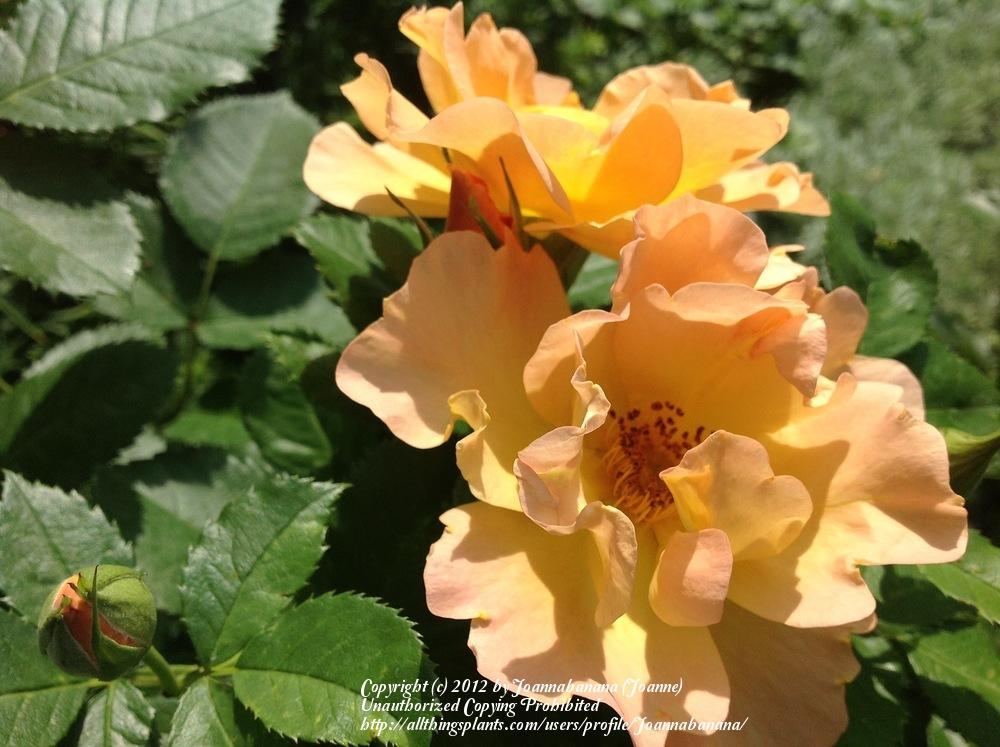 Photo of Rose (Rosa 'Morden Sunrise') uploaded by Joannabanana