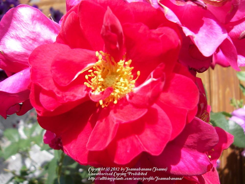 Photo of Rose (Rosa 'Henry Kelsey') uploaded by Joannabanana