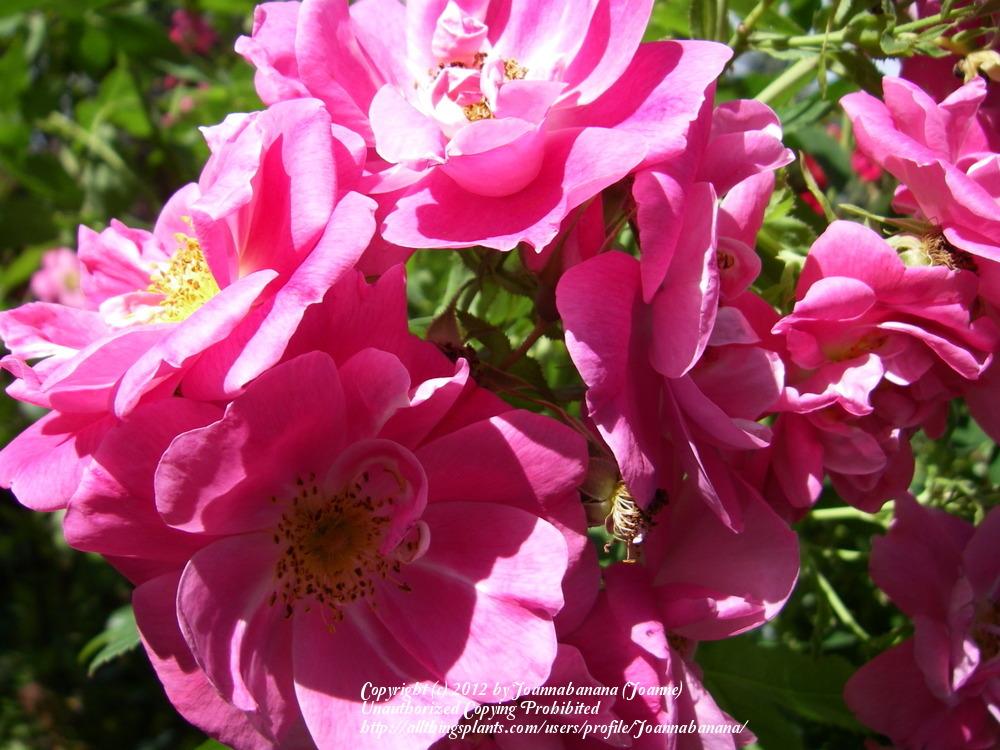 Photo of Rose (Rosa 'William Baffin') uploaded by Joannabanana