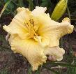 Photo of Daylily (Hemerocallis 'Excursions in Ambiance') uploaded by Joy