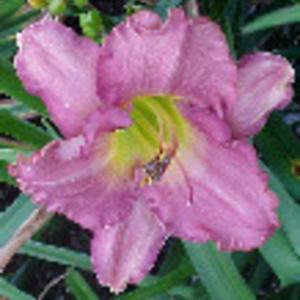 Photo Courtesy of Strongs Daylilies. Used with Permission.