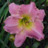 Photo Courtesy of Strongs Daylilies. Used with Permission.