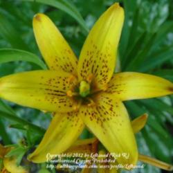 Location: Minnesota
Date: 2011-07-08
This type formerly known as L. concolor var. coridion