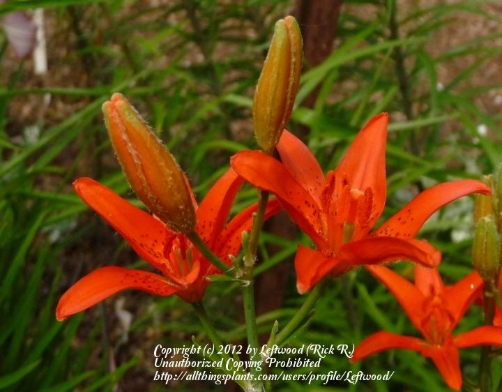 Photo of Lily (Lilium concolor var. concolor) uploaded by Leftwood
