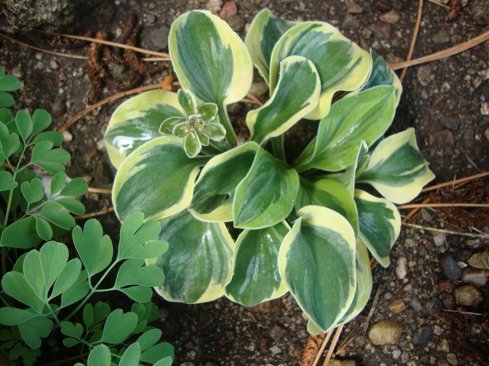 Photo of Hosta 'Frosted Mouse Ears' uploaded by Paul2032