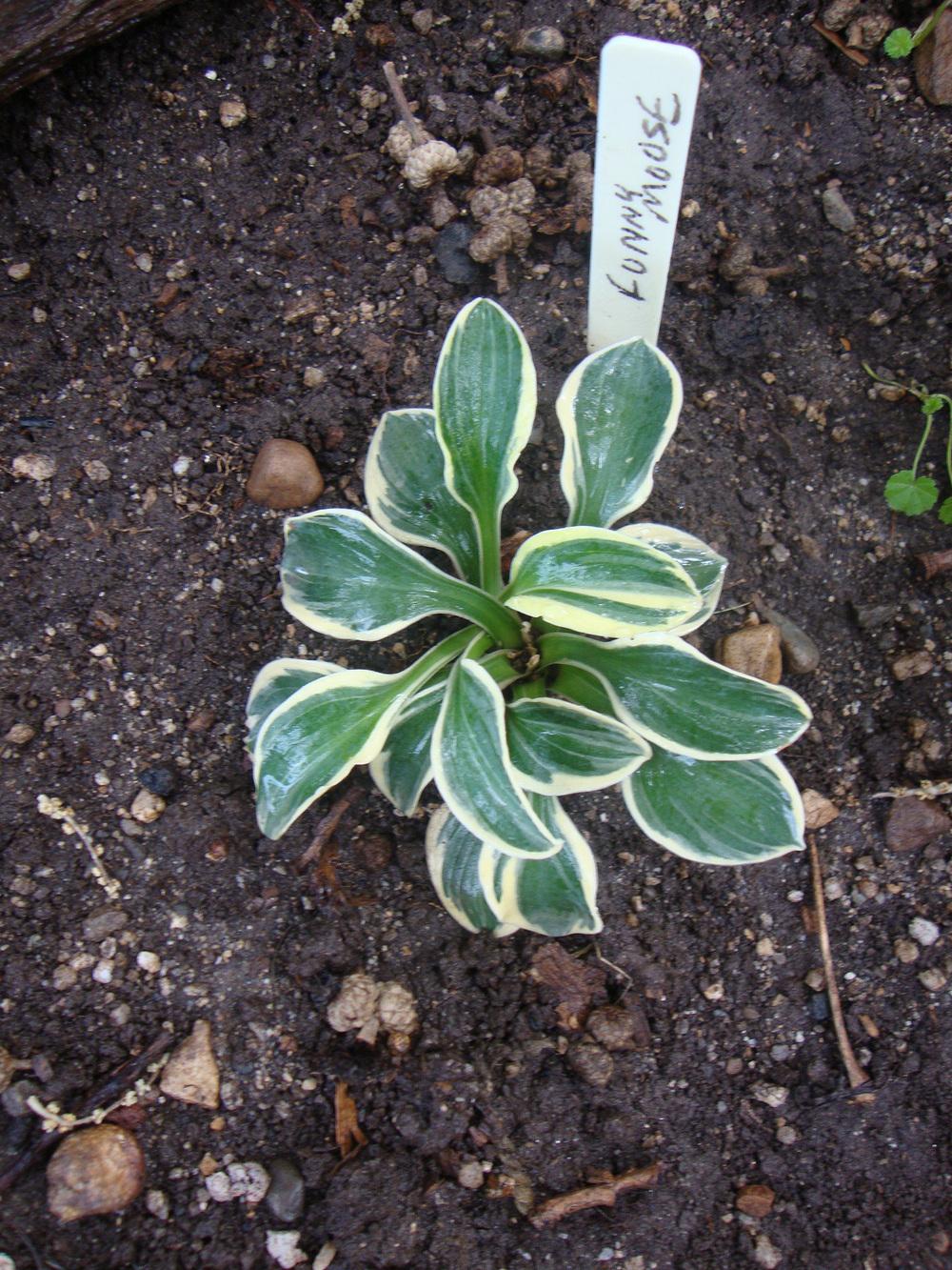 Photo of Hosta 'Funny Mouse' uploaded by Paul2032