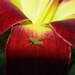 
Persian Ruby & Grasshopper