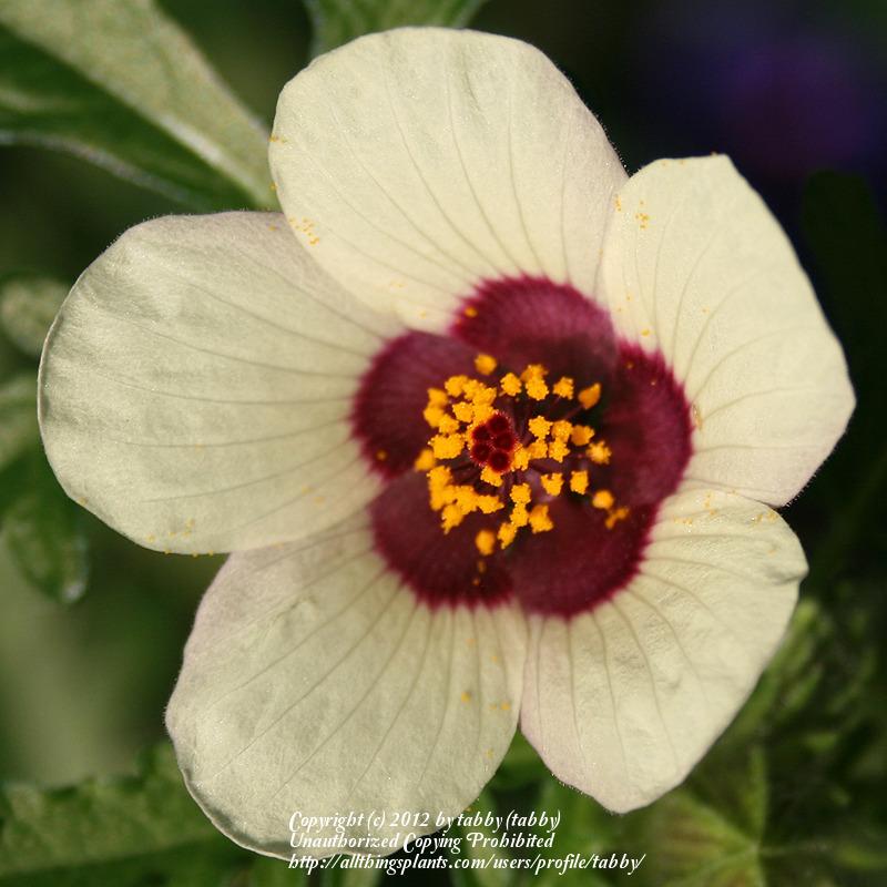 Photo of Flower of an Hour (Hibiscus trionum) uploaded by tabby