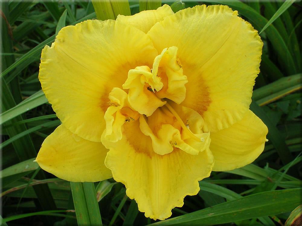 Photo of Daylily (Hemerocallis 'Clever Conversations') uploaded by vic