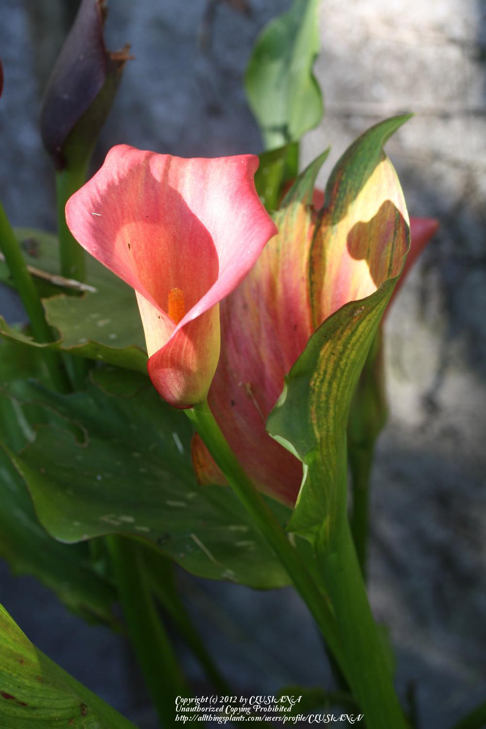 Photo of Pink Calla Lily (Zantedeschia rehmannii) uploaded by CLUSIANA