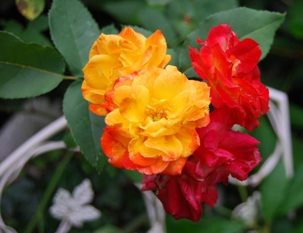 Photo of Rose (Rosa 'Pinata') uploaded by Cinta
