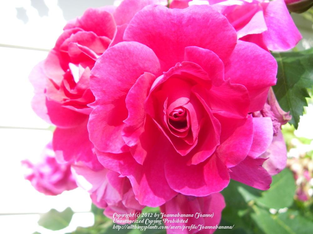 Photo of Rose (Rosa 'John Cabot') uploaded by Joannabanana