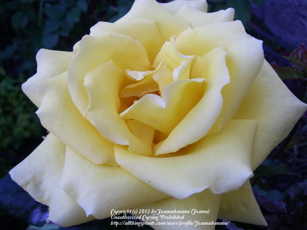Photo of Rose (Rosa 'Sunny Daze') uploaded by Joannabanana