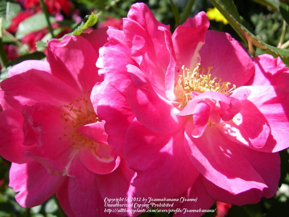 Photo of Rose (Rosa 'Morden Centennial') uploaded by Joannabanana
