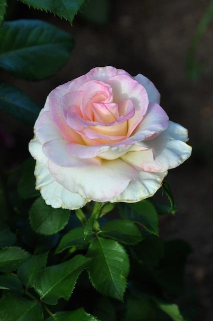 Photo of Rose (Rosa Moonstone™) uploaded by Steve812