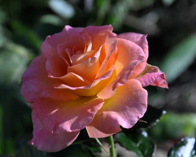 Photo of Rose (Rosa 'Mardi Gras') uploaded by Steve812