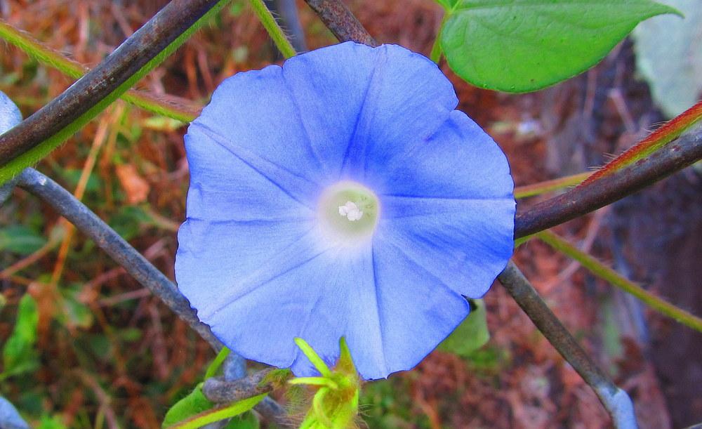 Photo of Japanese Morning Glory (Ipomoea nil) uploaded by jmorth