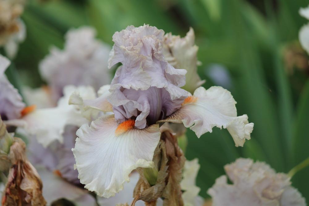 Photo of Tall Bearded Iris (Iris 'Careless Whisper') uploaded by ARUBA1334