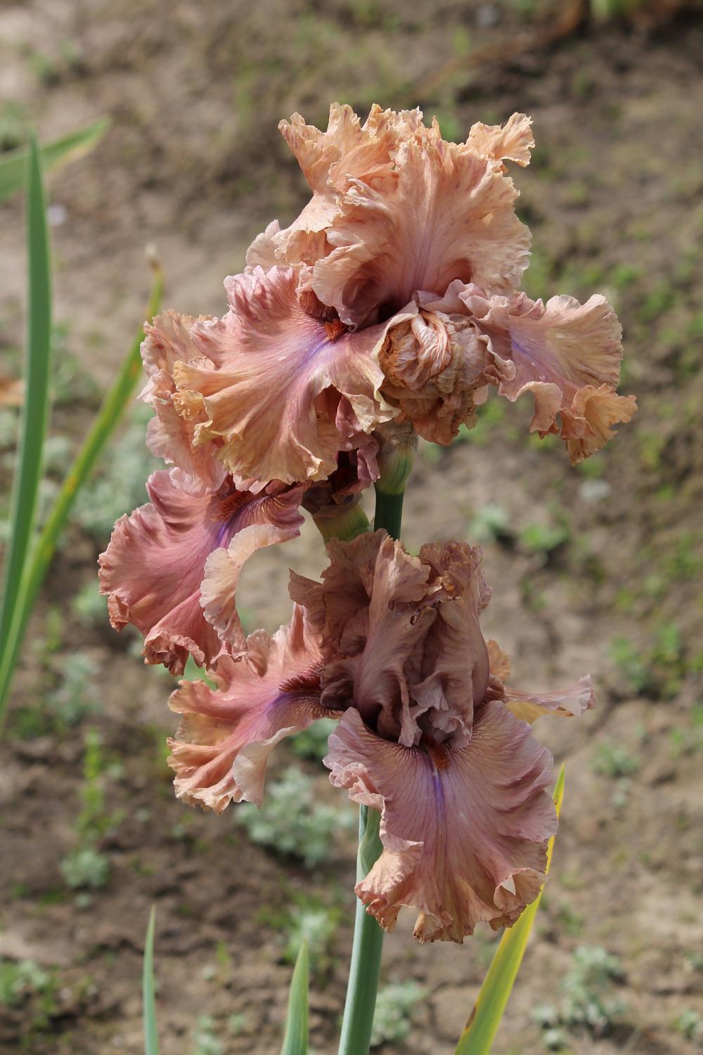 Photo of Tall Bearded Iris (Iris 'Buongiorno') uploaded by ARUBA1334