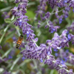 
Date: 2012-08-14
#Pollination #Bee  The bees adore it!