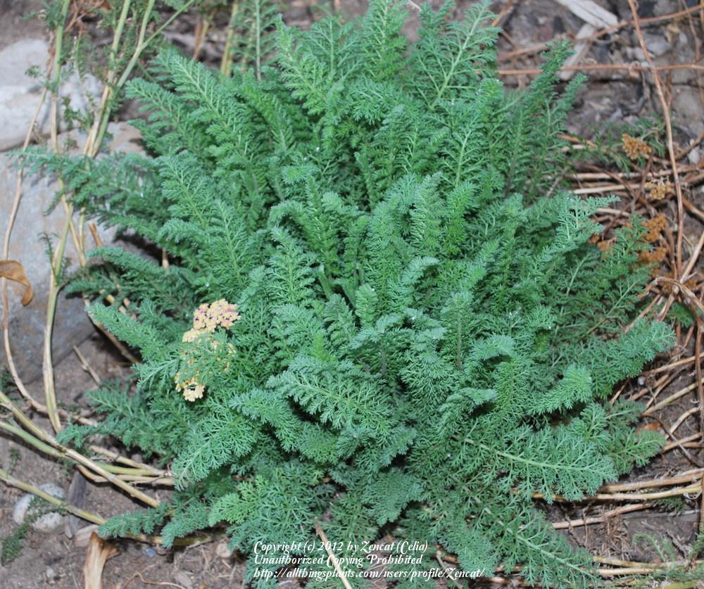 Photo of Yarrow (Achillea millefolium 'Paprika') uploaded by Zencat
