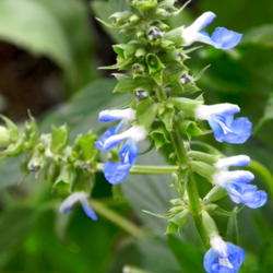 Location: Butterfly garden
Date: 2012-08-16
Brilliant blue flowerhead of Pitcher Sage