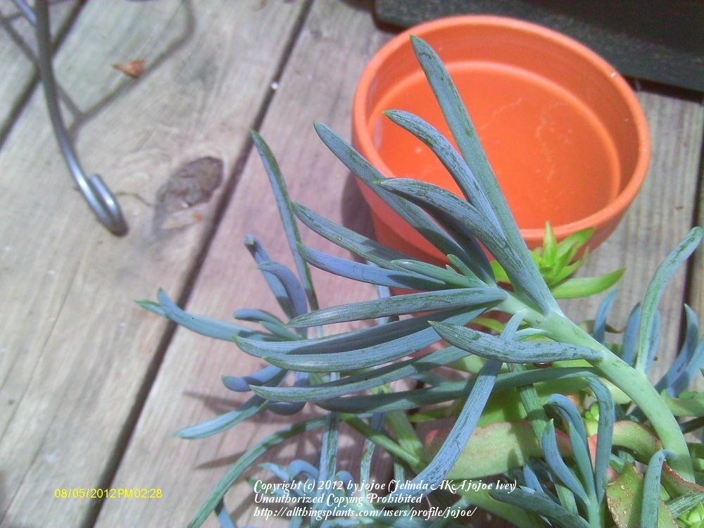 Photo of Blue Chalk Sticks (Curio talinoides var. mandraliscae) uploaded by jojoe