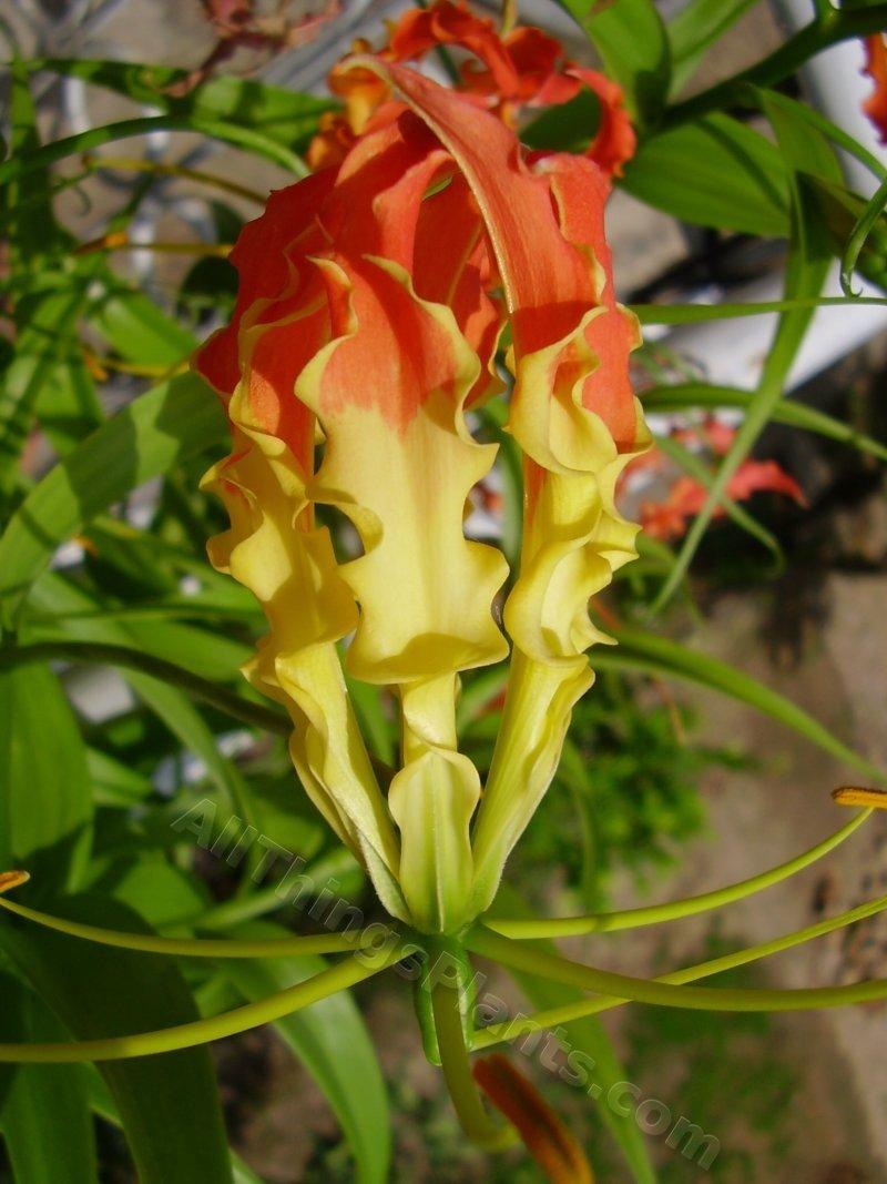 Photo of Gloriosa Lily (Gloriosa superba 'Rothschildiana') uploaded by kaleem