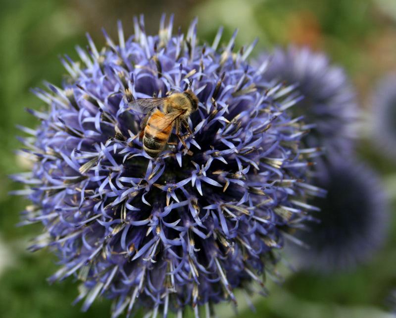 Photo of Small Globe Thistle (Echinops ritro subsp. ruthenicus) uploaded by Calif_Sue