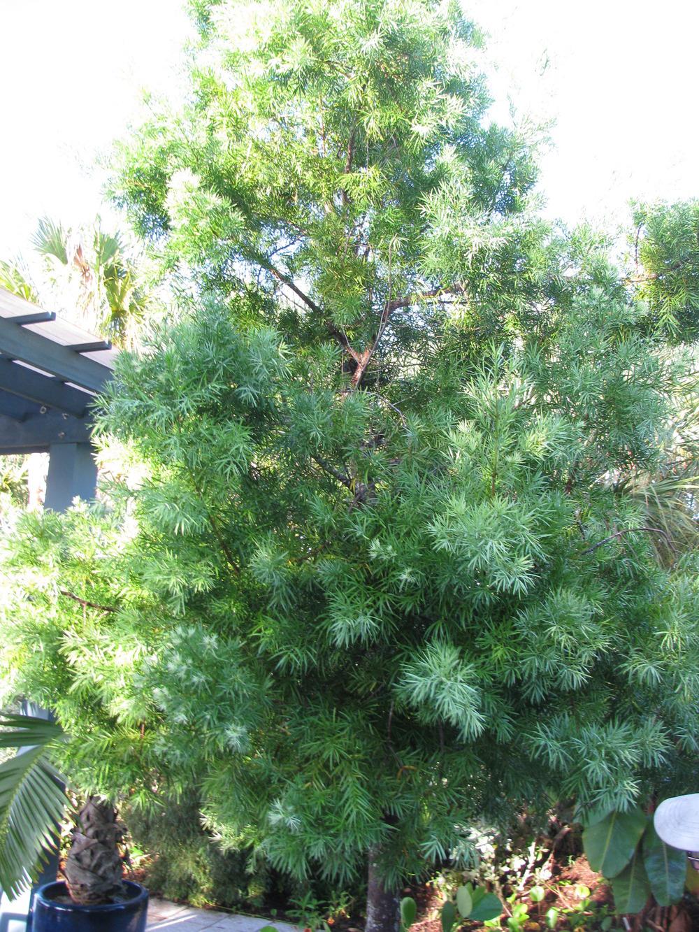 Photo of Weeping Podocarpus (Afrocarpus gracilior) uploaded by Dutchlady1