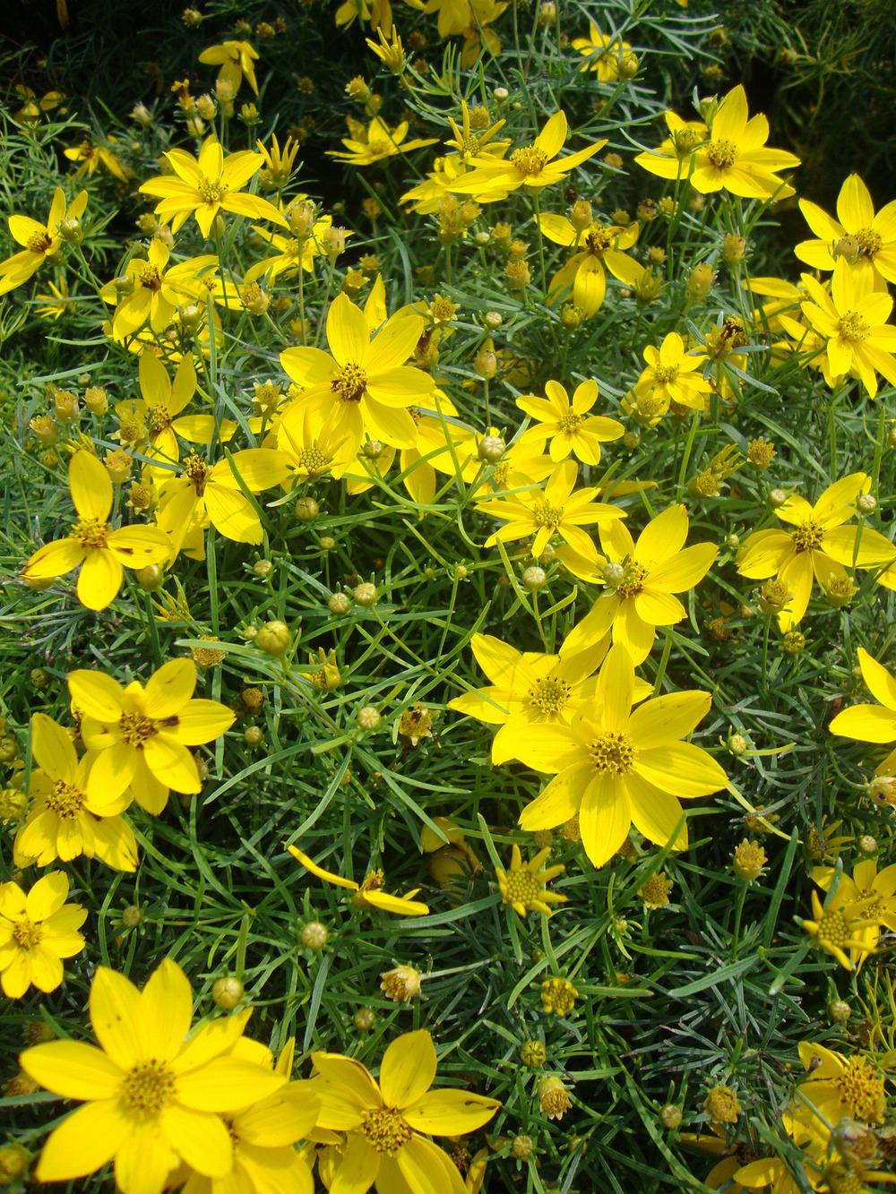 Photo of Tickseed (Coreopsis verticillata 'Zagreb') uploaded by Paul2032