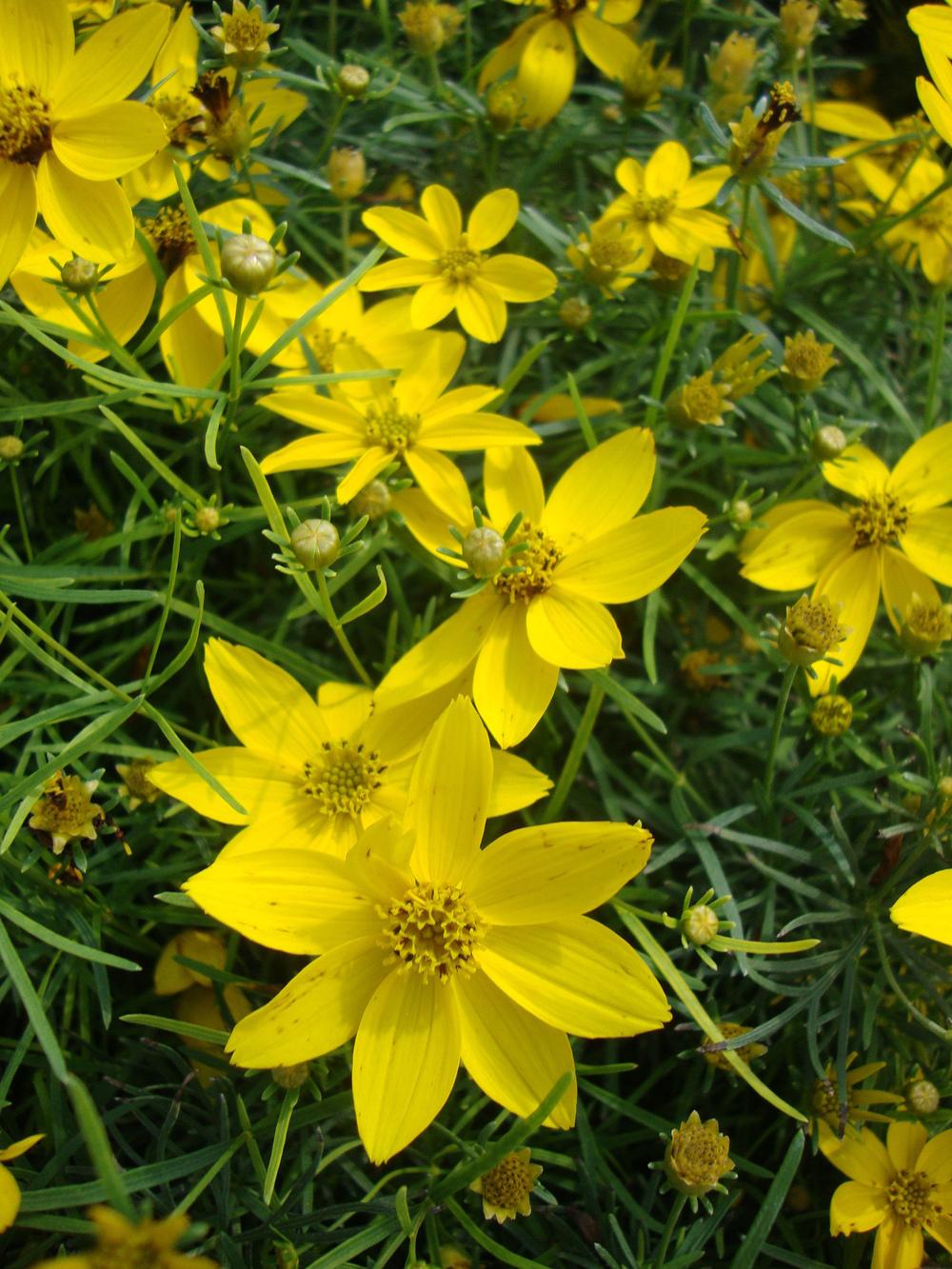 Photo of Tickseed (Coreopsis verticillata 'Zagreb') uploaded by Paul2032