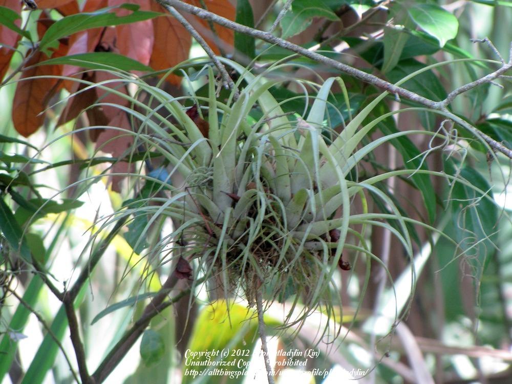 Photo of Air Plants (Tillandsia) uploaded by plantladylin