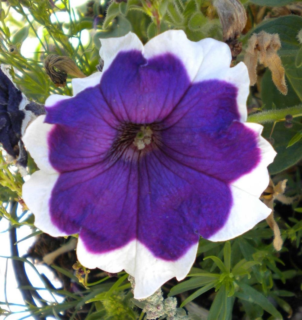 Photo of Grandiflora Picotee Petunia (Petunia 'Hula Hoop Blue') uploaded by woofie