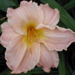 
Photo Courtesy of Sugar Bay Daylilies. Used with Permission.