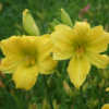 Image Courtesy of Canning Daylily Gardens Used with Permission