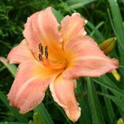
Image Courtesy of Canning Daylily Gardens Used with Permission