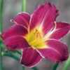 Image Courtesy of Canning Daylily Gardens Used with Permission