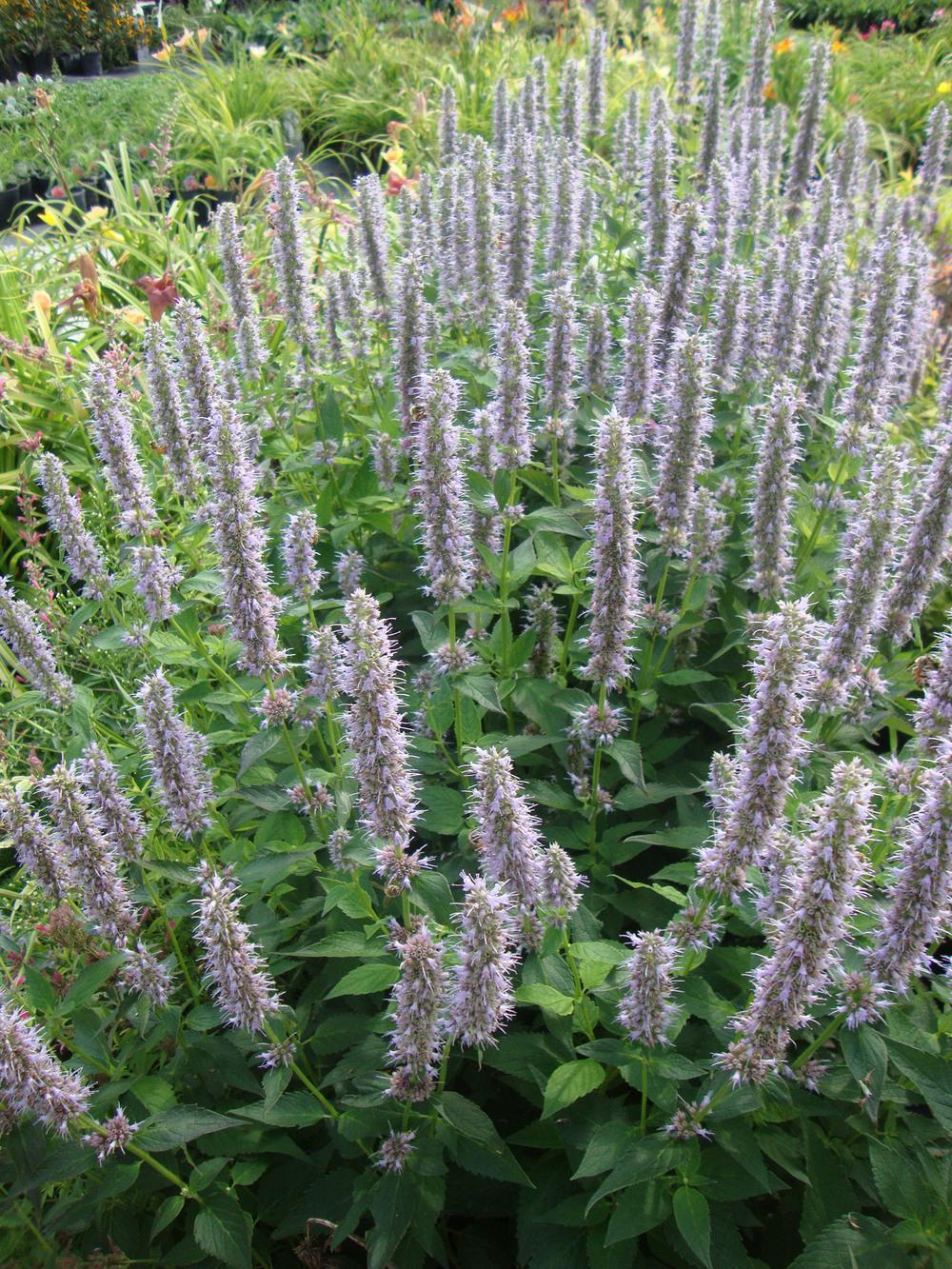 Photo of Anise Hyssop (Agastache 'Blue Fortune') uploaded by Paul2032
