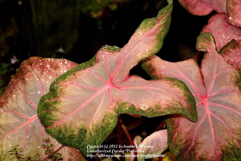 Photo of Fancy-leaf Caladium (Caladium 'Kathleen') uploaded by bonitin