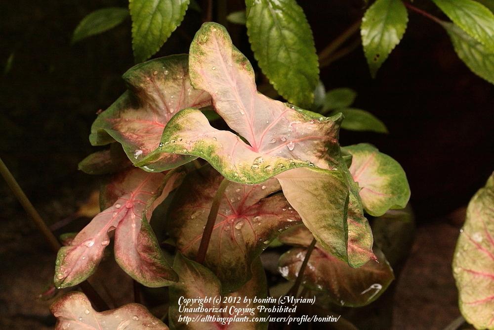 Photo of Fancy-leaf Caladium (Caladium 'Kathleen') uploaded by bonitin