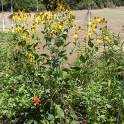 Location: Butterfly garden
Date: 2012-08-07
Also called Rudbeckia 'Herbstonne'