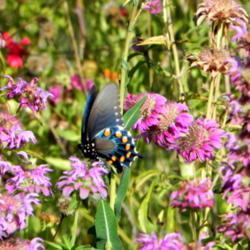 Location: Backyard Meadow
Date: 2012-06-21
Pipevin Swallowtail nectaring on Native Horsemint