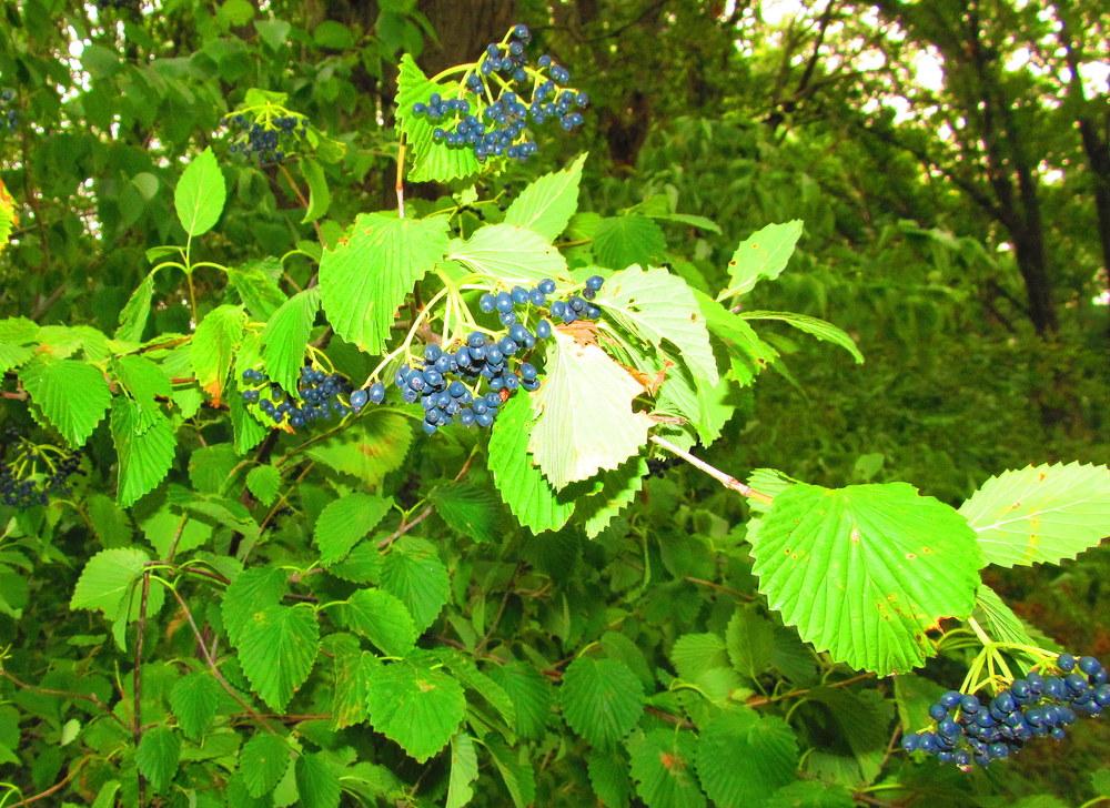 Photo of Smooth Arrow-Wood (Viburnum recognitum) uploaded by jmorth
