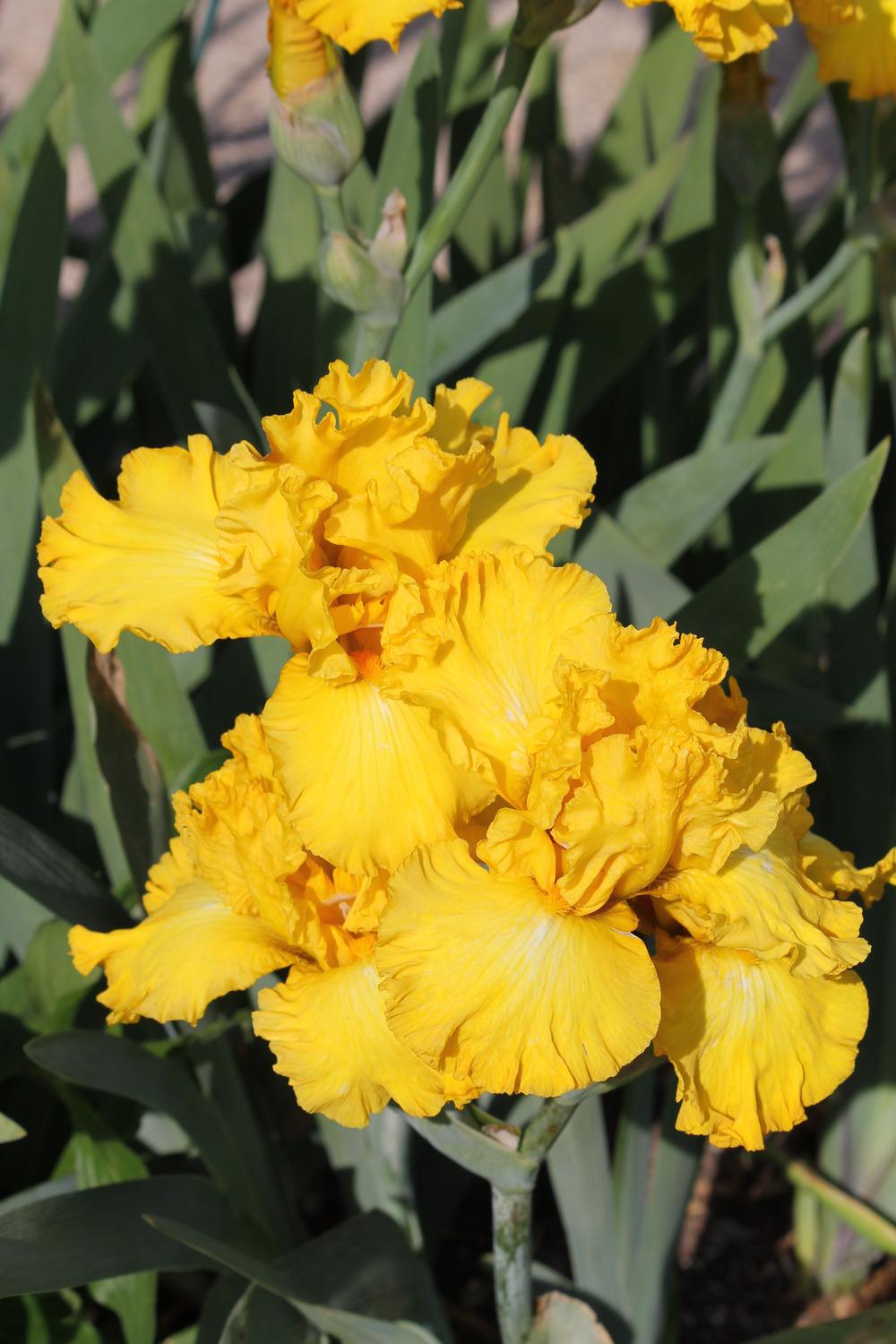 Photo of Tall Bearded Iris (Iris 'Sunblaze') uploaded by ARUBA1334